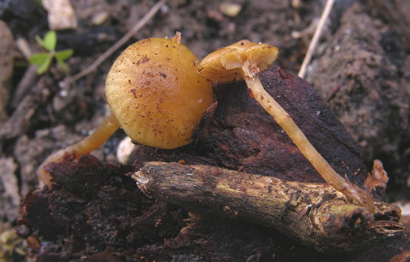 Galerina da determinare n�23.